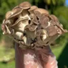 cogumelo shimofuri