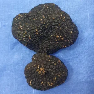 trufas negras brasil